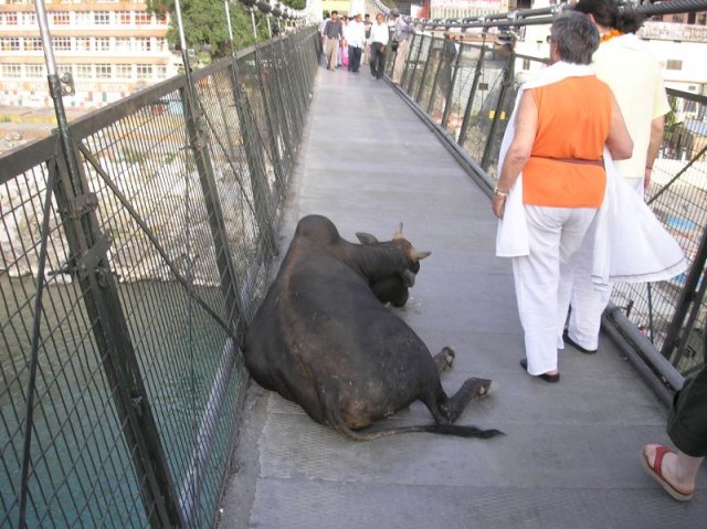 il ponte di Laxman Joola